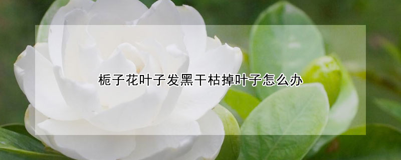 栀子花叶子发黑干枯掉叶子怎么办