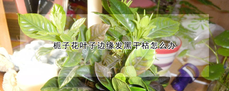 栀子花叶子边缘发黑干枯怎么办