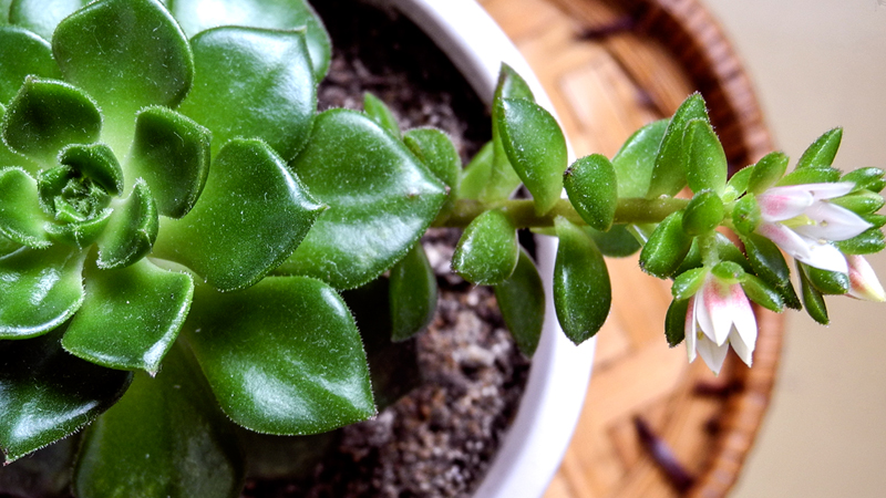 多肉植物如何养殖方法