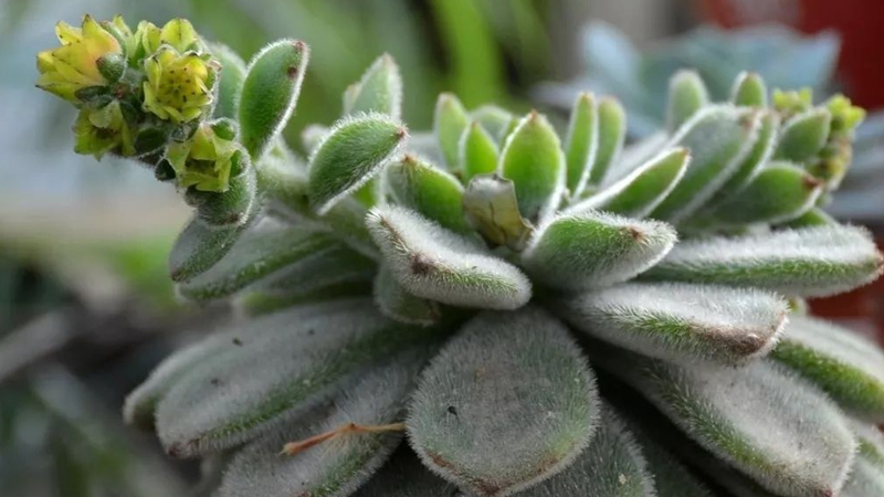 多肉植物长白色绒毛是怎么回事