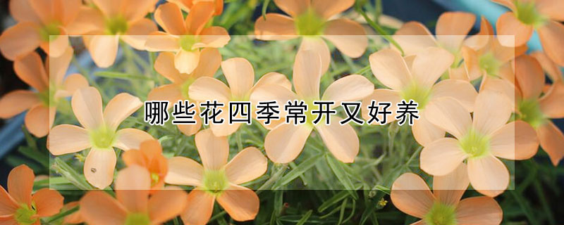 哪些花四季常开又好养