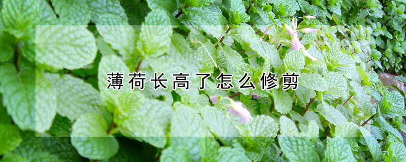 薄荷长高了怎么修剪