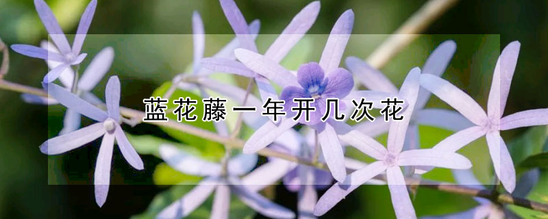 蓝花藤一年开几次花