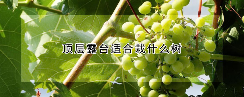 顶层露台适合栽什么树