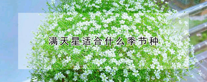 满天星适合什么季节种