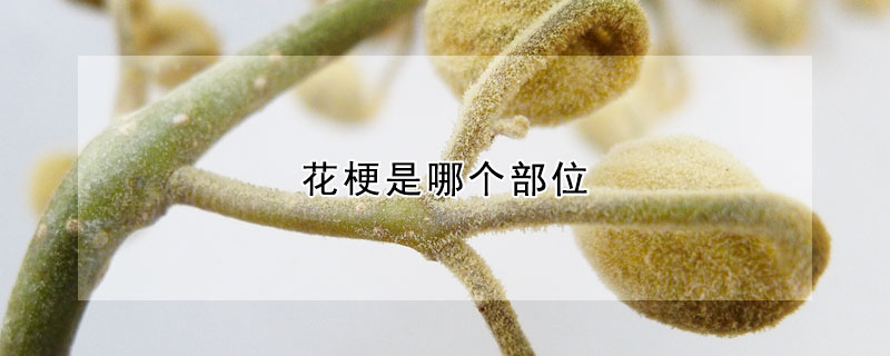 花梗是哪个部位 发财农业网