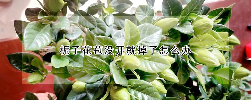 栀子花苞没开就掉了怎么办