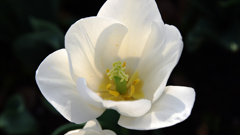 白色郁金香花语