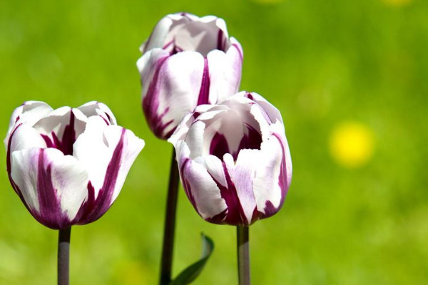 郁金香花语是什么