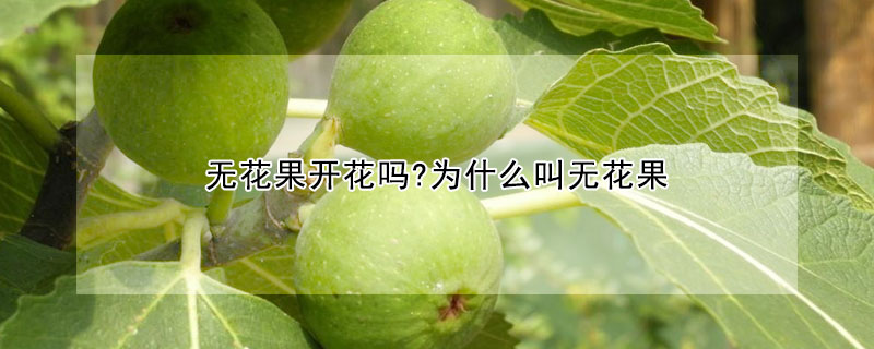 无花果开花吗?为什么叫无花果