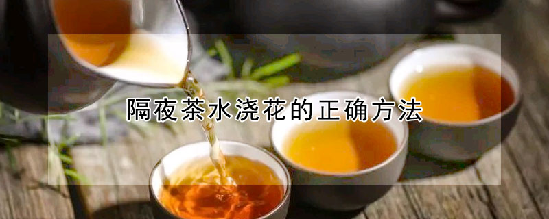 隔夜茶水浇花的正确方法