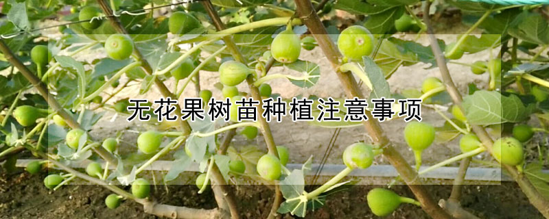 无花果树苗种植注意事项