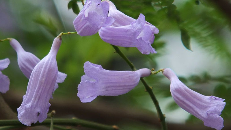 蓝花楹花期什么时候