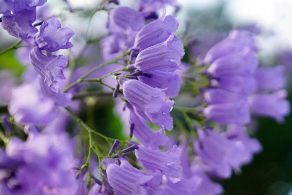 蓝花楹花期什么时候