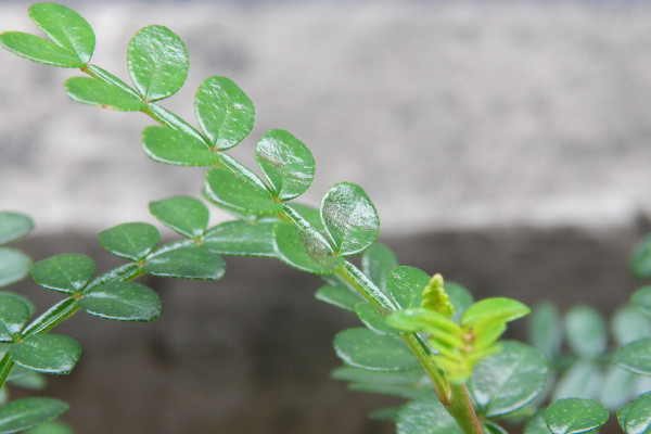 驱蚊草怎么养