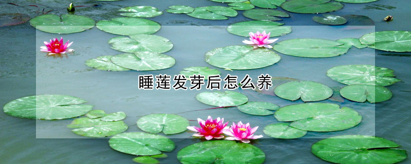 睡莲发芽后怎么养