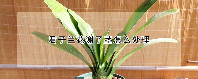 君子兰花谢了茎怎么处理