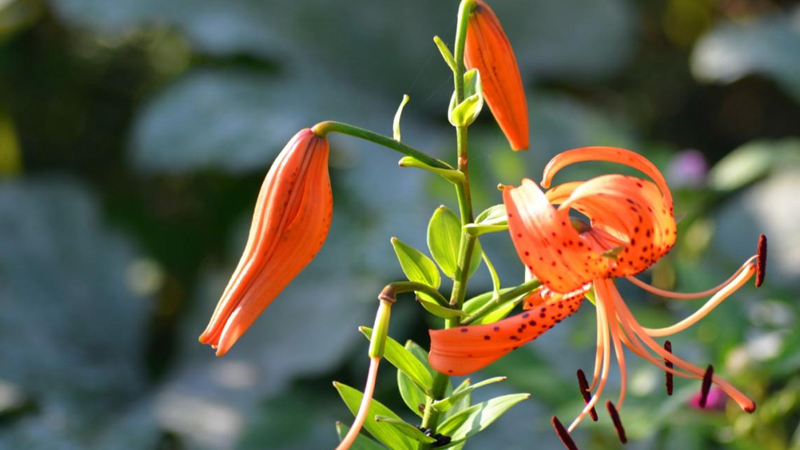 百合花花语