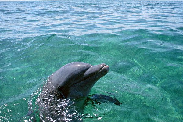 海豚是哺乳动物吗