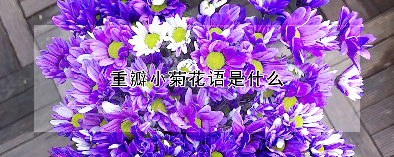 重瓣小菊花语是什么