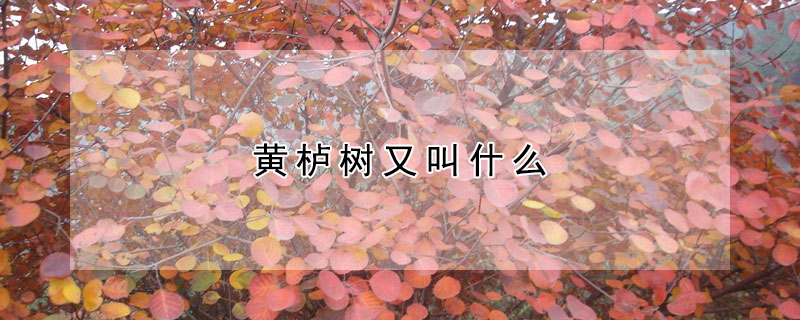 黄栌树又叫什么