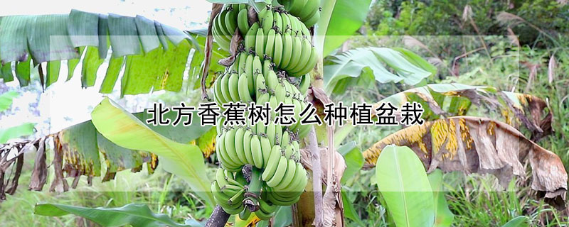 北方香蕉树怎么种植盆栽