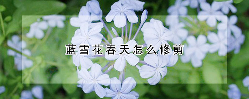 蓝雪花春天怎么修剪