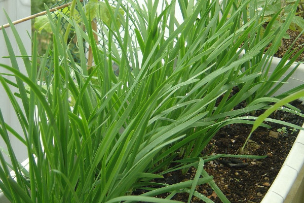 栽韭菜根种植方法