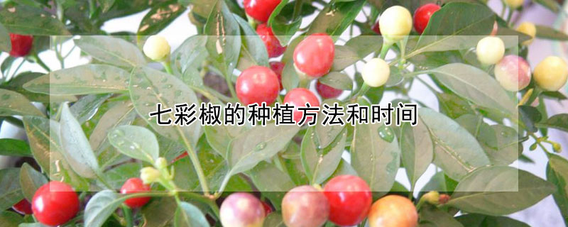 七彩椒的种植方法和时间