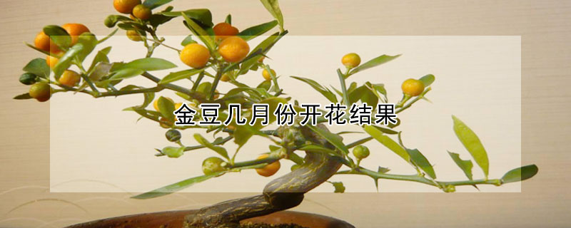 金豆几月份开花结果