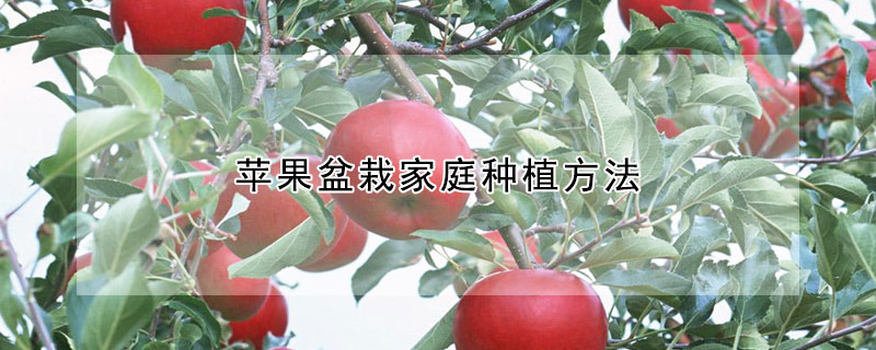 苹果盆栽家庭种植方法