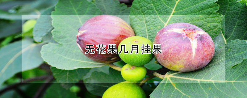 无花果几月挂果