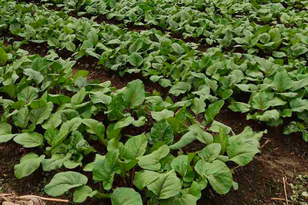 红菜苔如何打叶