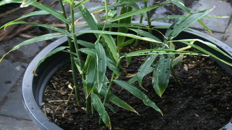 姜的种植方法及栽培技术