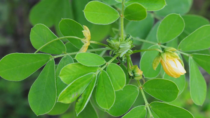 决明子种植方法