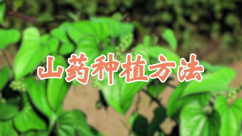 山药种植方法