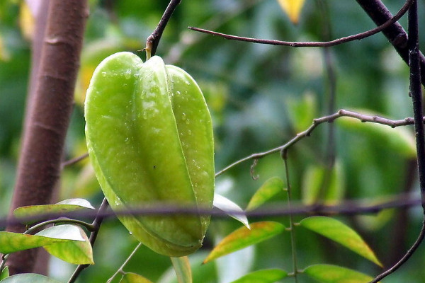 杨桃种植技术