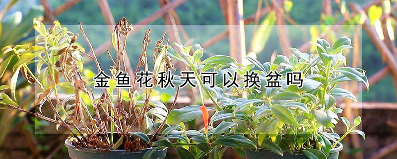 金鱼花秋天可以换盆吗