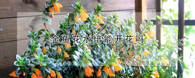 金鱼花水培能开花吗