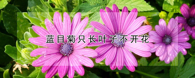 蓝目菊只长叶子不开花