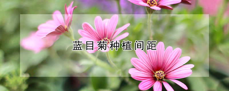 蓝目菊种植间距