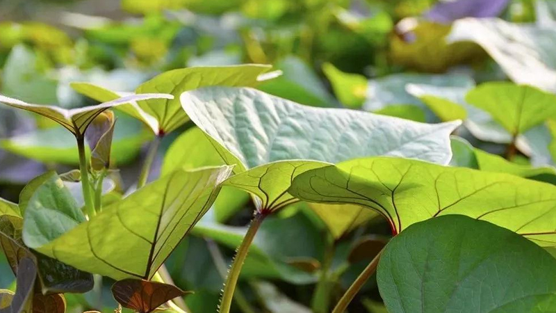 红薯种植的方法与时间