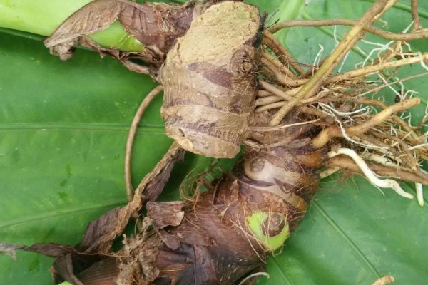 芋头种植时间和方法