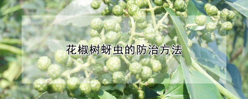 花椒树蚜虫的防治方法