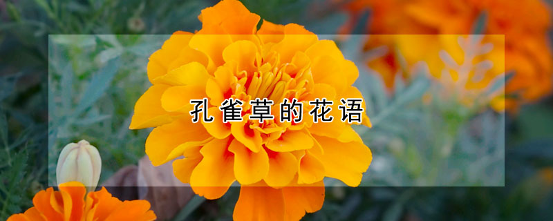 孔雀草的花语