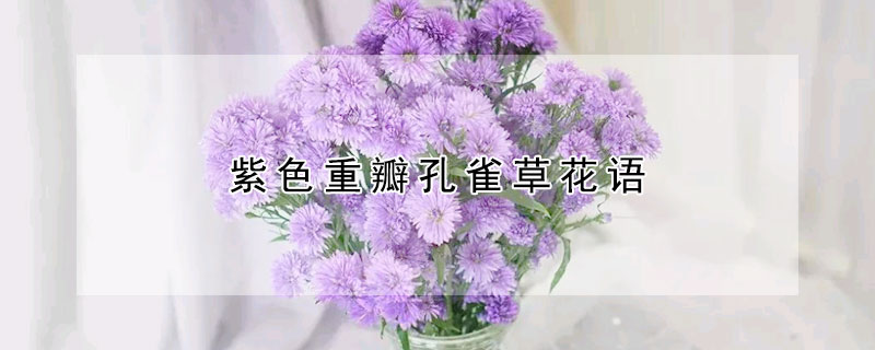 紫色重瓣孔雀草花语