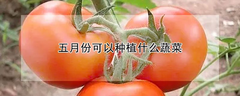 五月份可以种植什么蔬菜