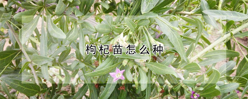 枸杞苗怎么种