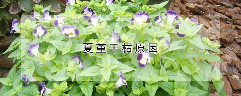 夏堇干枯原因