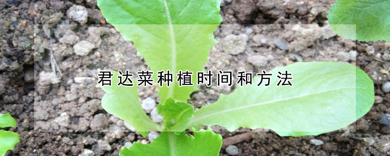 君达菜种植时间和方法